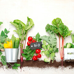 Raw vegetables composition with garden tools on light background.