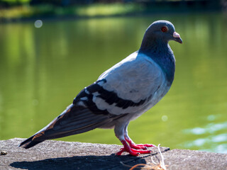 池のほとりの鳩