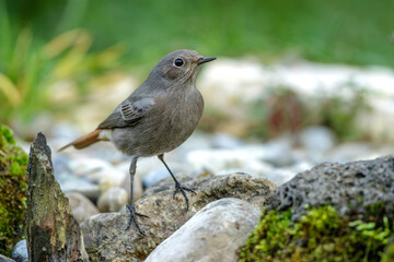 Hausrotschwanz (Phoenicurus ochruros)