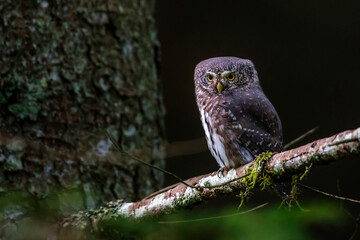 Sperlingskauz (Glaucidium passerinum)