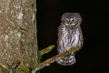 Sperlingskauz (Glaucidium passerinum)