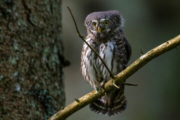 Sperlingskauz (Glaucidium passerinum)