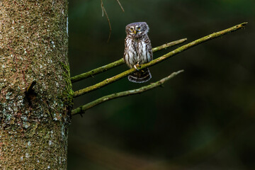 Sperlingskauz (Glaucidium passerinum)