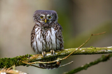 Sperlingskauz (Glaucidium passerinum)