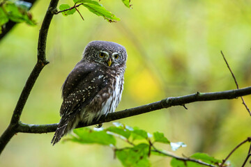 Sperlingskauz (Glaucidium passerinum)