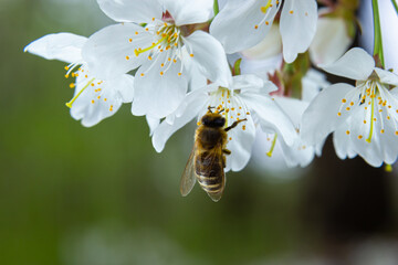 a honeybee collects honey on white cherry blossoms