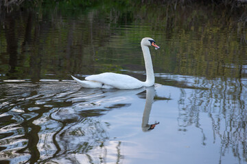 Whooper swan - Cygnus olor in the water on a dark background. River, summer evening