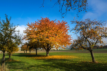 Kirschbaum im Herbst im Albvorland, Schwäbische Alb, Bissingen