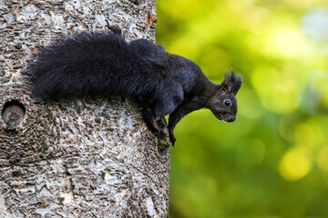 Eichhörnchen (Sciurus vulgaris), schwarze Variante © Rolf Müller