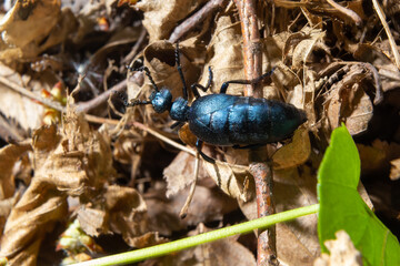 The violet oil beetle Meloe violaceus, is a species of oil beetle belonging to the family Meloidae. These beetles are present in most of Europe, in East Palearctic ecozone, in the Near East