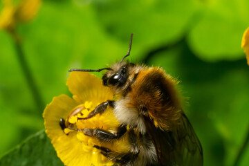 Isolated bumblebee specimen on Ranunculus acris flower, on natural background