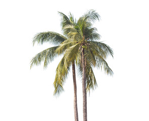 Fototapeta na wymiar palm tree transparent