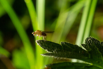 Closeup on the the yellow or golden dung fly, Scathophaga stercoraria sitting on a green leaf