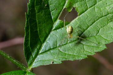 Closeup of the spider Enoplognatha ovata or the similar Enoplognatha latimana, family Theridiidae. On the underside of a leaf of common ragwort Jacobaea vulgaris. July
