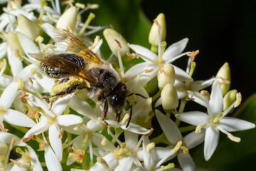 Honey bee with a basket for pollen sits on white flowers Cornus alba, red-barked, white or Siberian dogwood