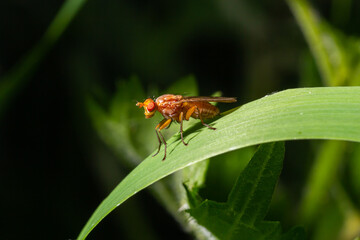 Closeup on the the yellow or golden dung fly, Scathophaga stercoraria sitting on a green leaf