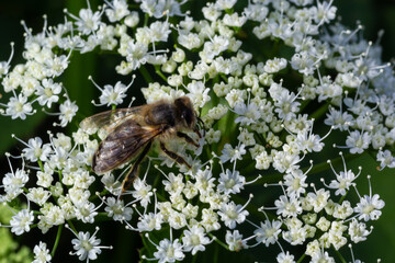 Closeup of a bee collecting nectar from the white blossoms of bishopsweed, Aegopodium podagraria