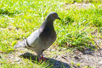 Pigeon on grass. Poultry and plants. City pigeon in park. One bird