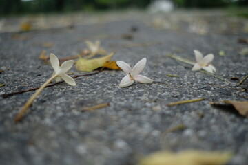 flower on the ground