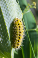 Yellow caterpillar with black dots of the butterfly Zygaena filipendulae