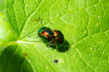 two shiny leaf beetles with rainbow colors during insect mating, chrysolina fastuosa