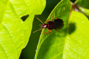 copper colored ground beetle on grass in a natural environment. summer, dream day
