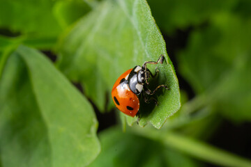 Macro of spring red ladybug Coccinella septempunctata on green leaf in forest, natural environment