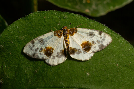 Spotted butterfly abraxas sylvata broadly spread its wings with brown spots
