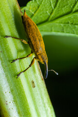 The beetle beetle, also known as the nunus, is a beetle that belongs to the superfamily Curculionoidea, known for its elongated snout.insects animals