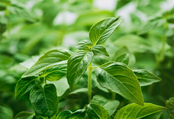 Young fresh basil leaves