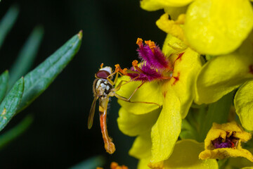 Macro of a long hoverfly Sphaerophoria scripta of the Syrphidae family on a yellow flower
