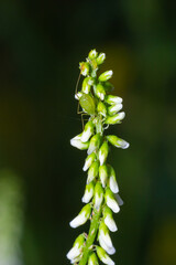Colony of Cotton aphid also called melon aphid and cotton aphid Aphis gossypii on a leaf