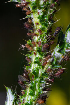 Red aphid, Uroleucon nigrotuberculatum, on plant stem at Belding Wildlife Management