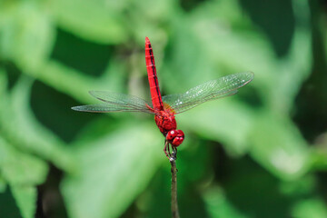 Red colored dragon fly sitting on the dried twig