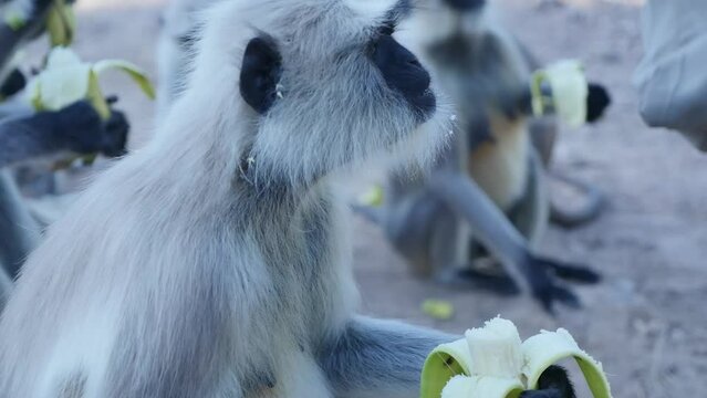 Langur monkey eating banana in park