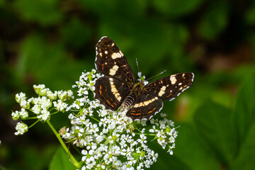 Top view close-up on the wings of the Map butterfly, araschnia levana, in summer outfit. The map two annual broods look very different. This summer brood are black with white markings