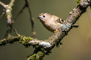 Wintergoldhähnchen (Regulus regulus)