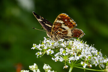 Map butterfly Araschnia levana on giant hogweed blossoms