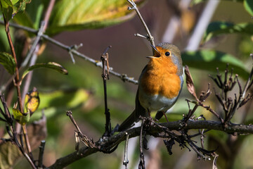 Rotkehlchen (Erithacus rubecula)