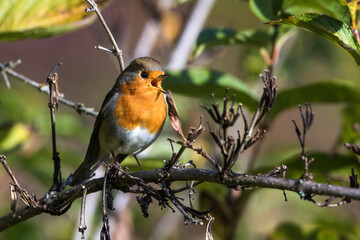 Rotkehlchen (Erithacus rubecula)