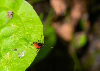 A dangerous parasite and infection carrier mite sitting on a green leaf