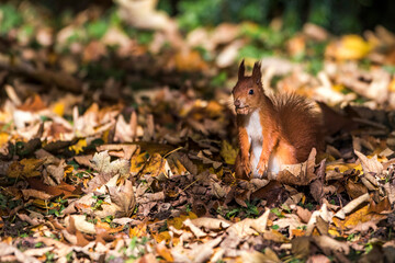 Eichhörnchen (Sciurus vulgaris), rote Morphe