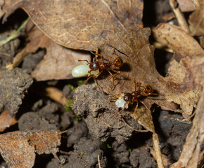 Myrmica ruginodis carrying large larva. A red ant moving a grub to safety within a disturbed nest