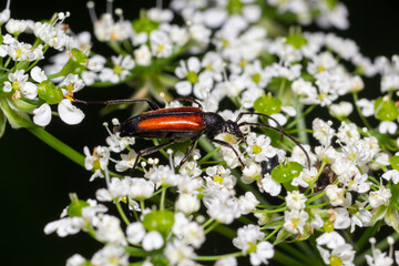 The common red soldier beetle Rhagonycha fulva, also misleadingly known as the bloodsucker beetle, is a species of soldier beetle Cantharidae