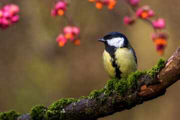 Kohlmeise (parus major)