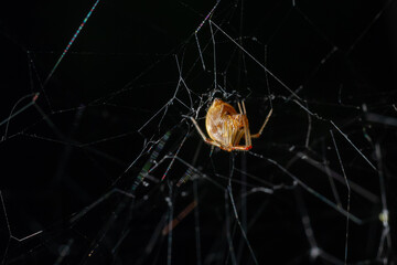 Triangulate Cobweb or Triangulate Comb-Foot spider Steatoda triangulosa