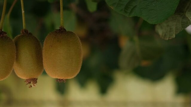 Kiwis on the branch slow motion