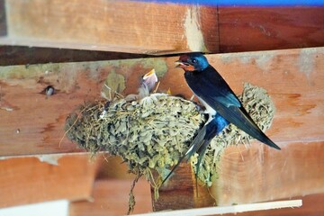 木製の建物の壁に作られた巣の中にいる孵化したてのツバメの雛と口を開ける親鳥