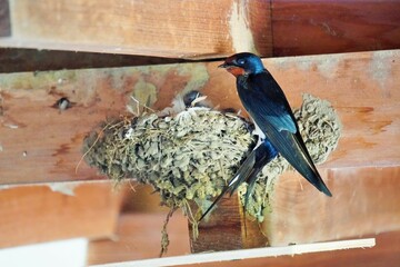 木製の梁に作られた巣の中にいる孵化したばかりのふわふわした頭の燕のヒナと親鳥