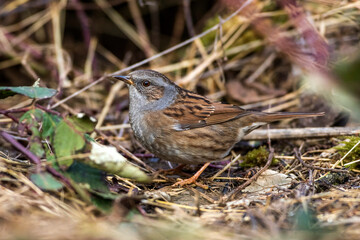 Heckenbraunelle (Prunella modularis)